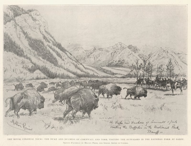 Die königliche Kolonialreise, der Herzog und die Herzogin von Cornwall und York besuchen die Büffel im Nationalpark von Banff von Melton Prior