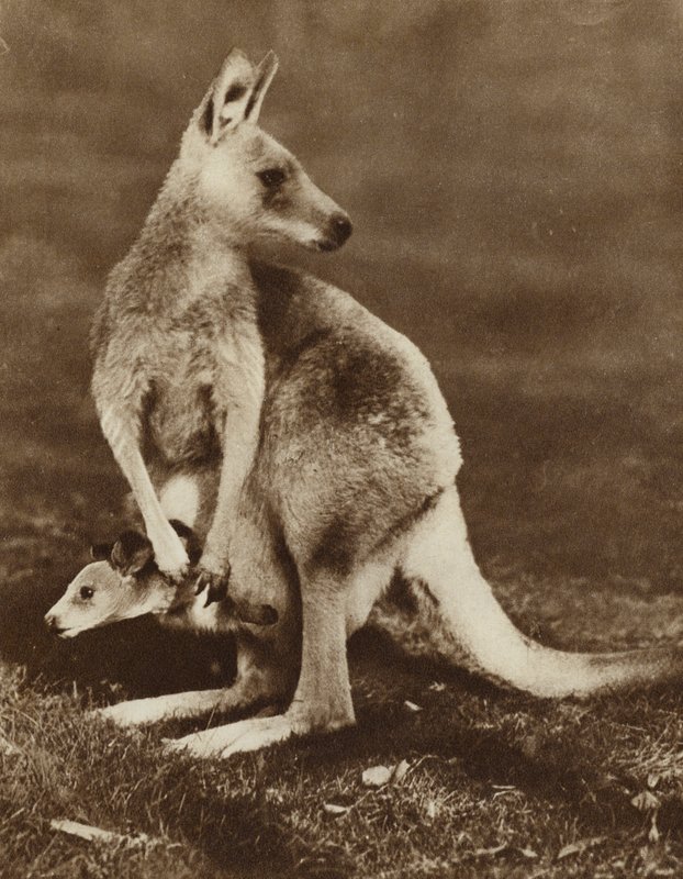 Baby-Känguru schaut aus dem Beutel seiner Mutter, Australien von Photographer Australian