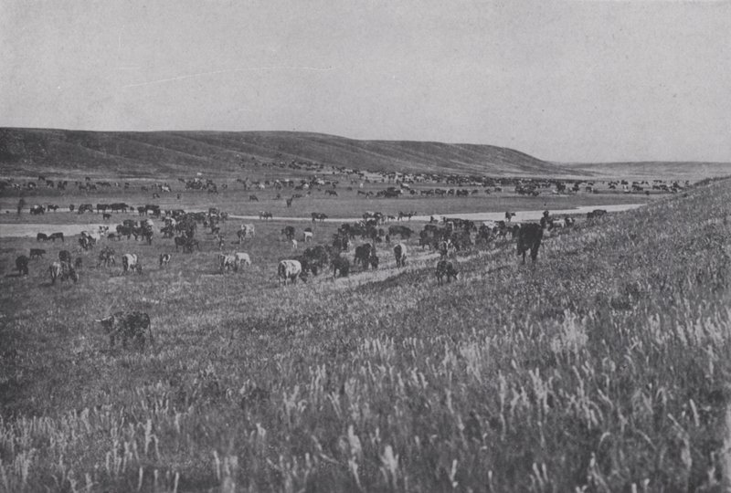 Weidevieh auf den hügeligen Hochländern von Alberta von Photographer Canadian