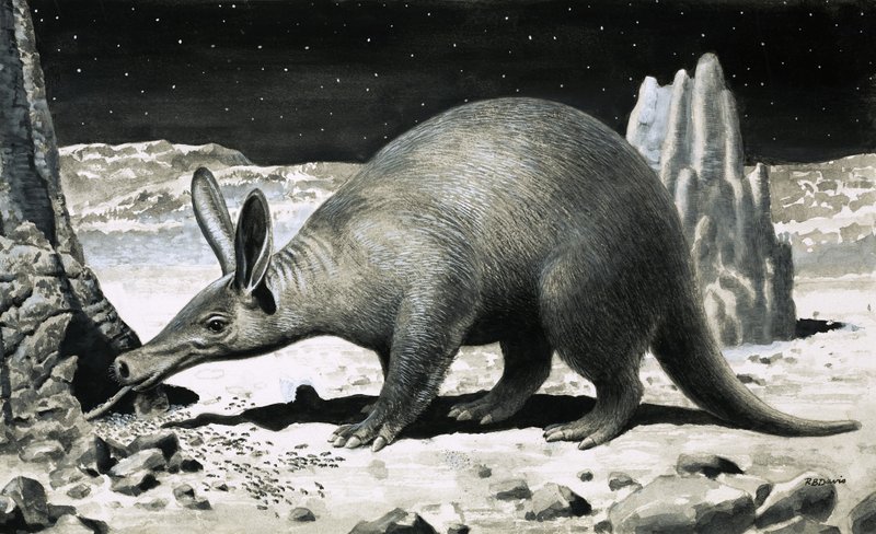 Aardvark von R.B. Davis