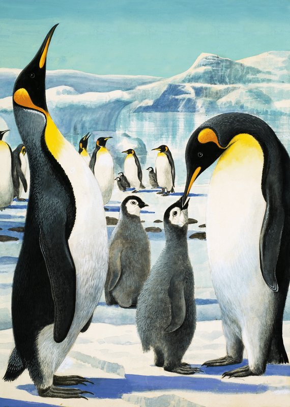 Königspinguin von R.B. Davis