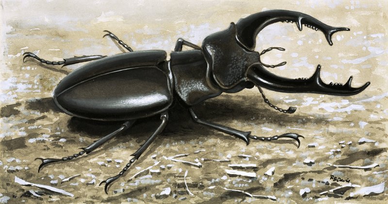 Der Hirschkäfer von R.B. Davis