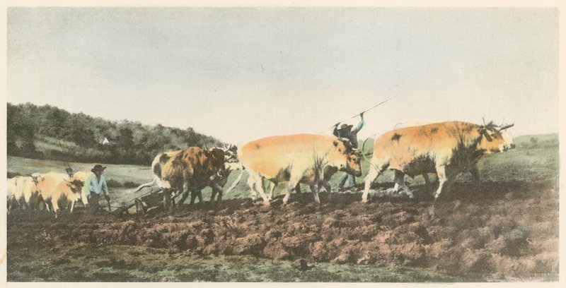 Pflügen im Nivernais von Rosa Bonheur
