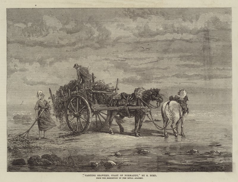 Seetangtransport, Küste der Normandie, aus der Ausstellung der Royal Academy von Samuel C. Bird