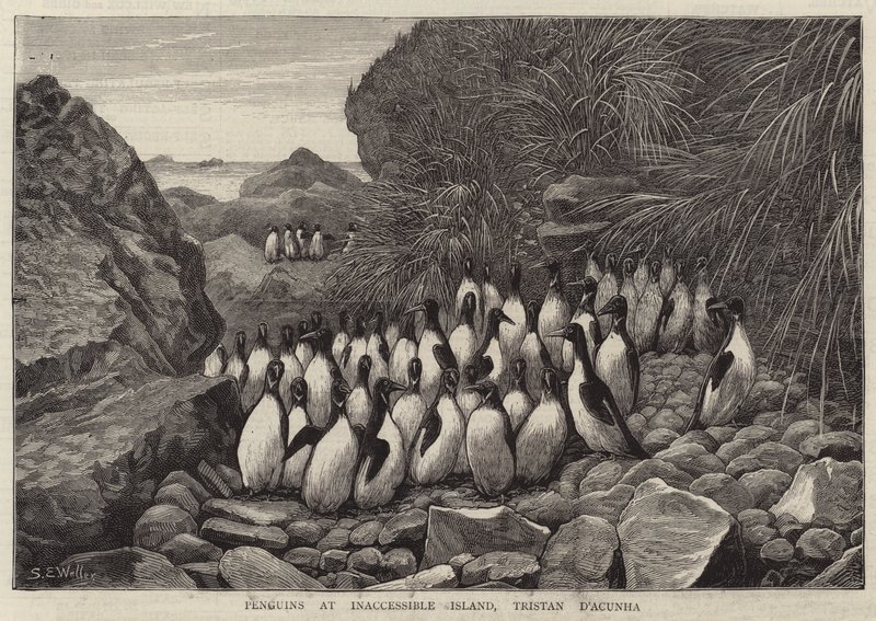 Pinguine auf der Inaccessible Island, Tristan D