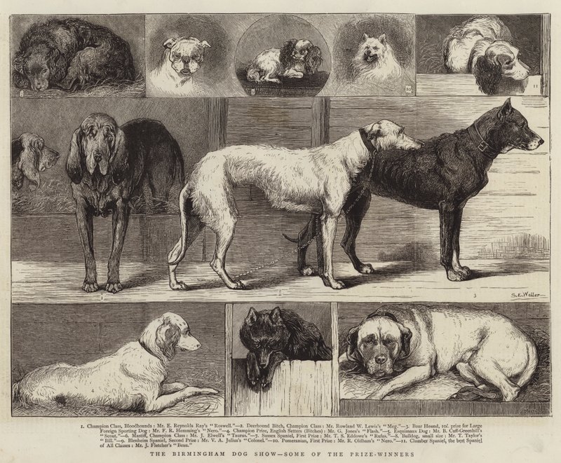 Die Birmingham-Hundeausstellung, einige der Preisträger von Samuel Edmund Waller