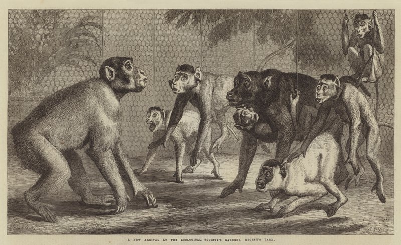 Ein neuer Ankömmling in den Gärten der Zoologischen Gesellschaft, Regent