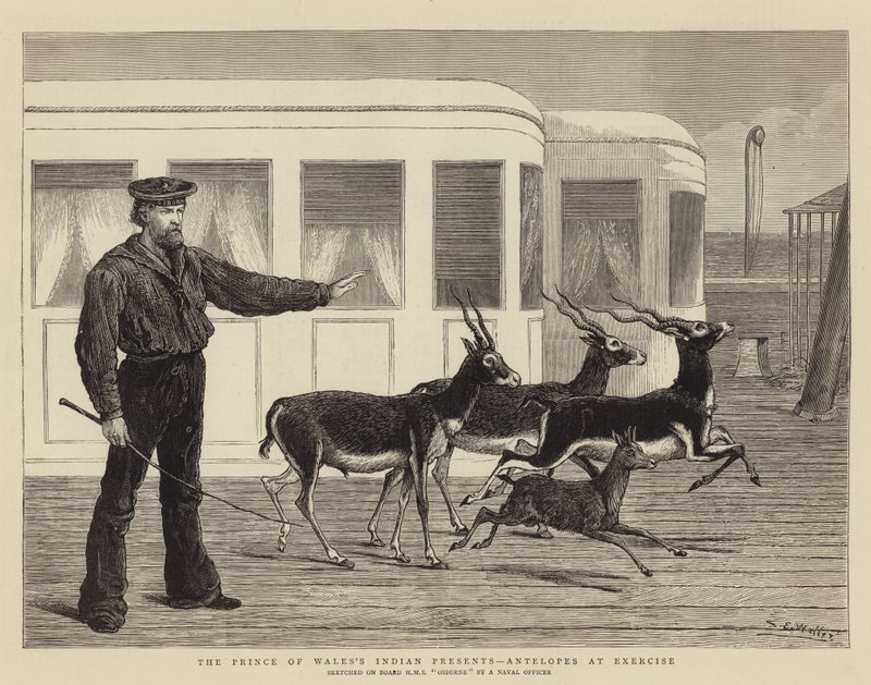 Die indischen Geschenke des Prinzen von Wales, Antilopen beim Training von Samuel Edmund Waller