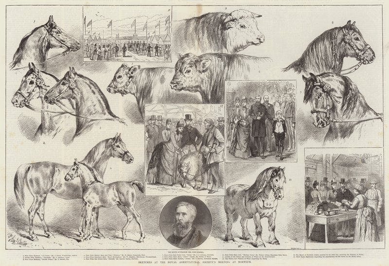 Skizzen bei der Versammlung der Royal Agricultural Society in Norwich von Samuel John Carter