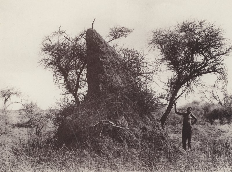 Ein riesiger Ameisenhaufen von South African Photographer