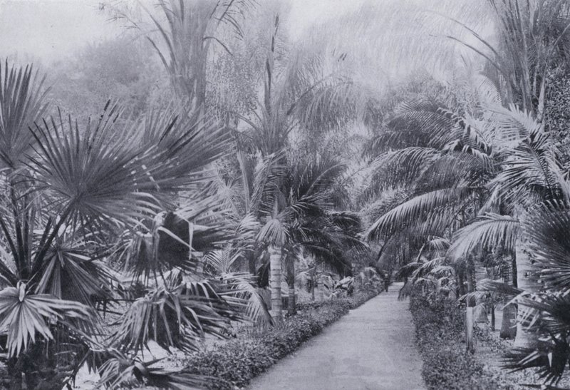 Palm Avenue, Botanische Gärten, Durban von South African Photographer