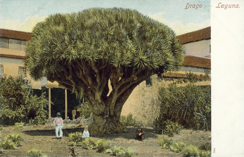 Drachenbaum von Spanish Photographer