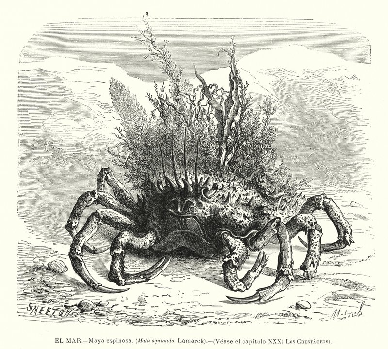 Europäische Spinnenkrabbe (Maja squinado) von Spanish School