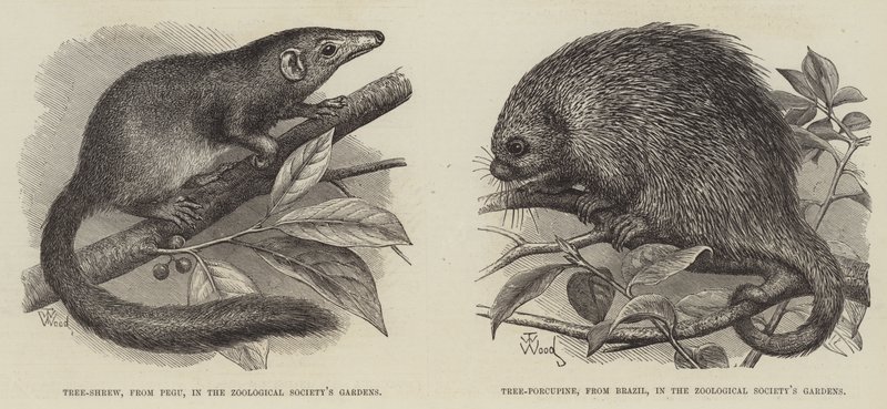 Der Baumspitzmaus und der Baumstachelschwein von Thomas W. Wood