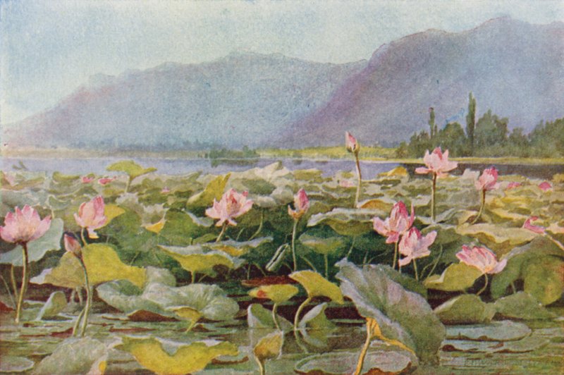 Lotuslilien auf dem Dal-See von Unbekannt Unbekannt