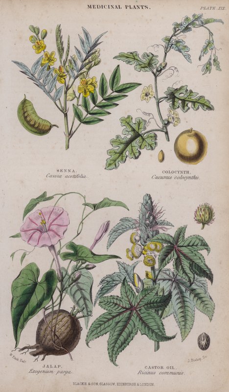 Senna; Kolokynth; Jalape; Rizinusöl von W. Fitch