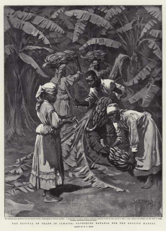 Die Wiederbelebung des Handels in Jamaika, Bananen für den englischen Markt sammeln von William T. Maud