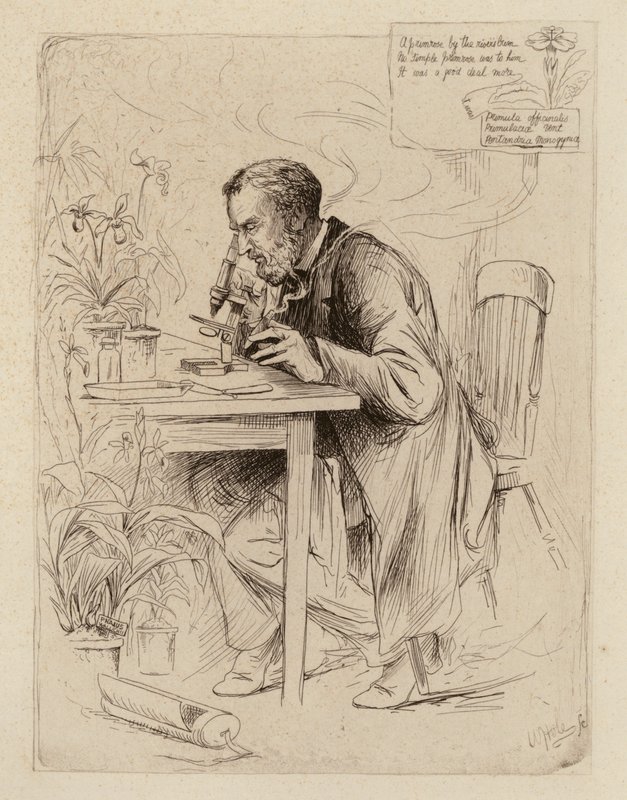 Alexander Dickson, Professor der Botanik von William Brassey (after) Hole