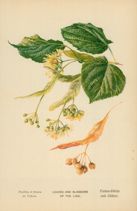 Blätter und Blüten der Linde von William Henry James Boot
