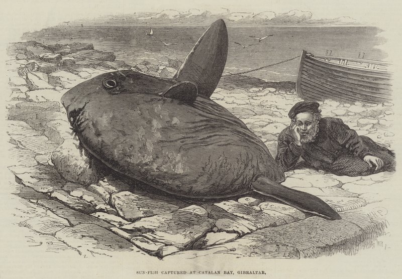 Mondfisch gefangen in der Catalan Bay, Gibraltar von William Henry Pike