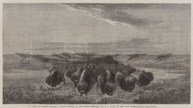 Eine Herde Bisons überquert einen Flussboden am oberen Missouri, in der letzten Internationalen Ausstellung von William Jacob, Sr. Hays