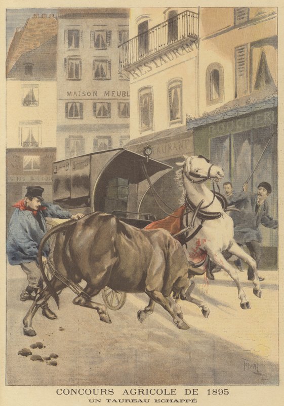 Landwirtschaftsausstellung von 1895. Ein entlaufener Stier von after Oswaldo Tofani