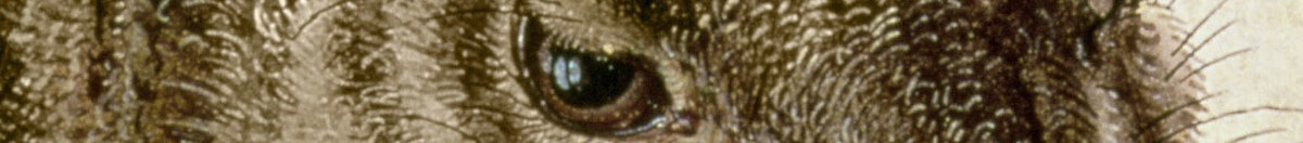 Feldhase (Albrecht Dürer), Detail: Kopf mit Auge und Schnurrhaaren
