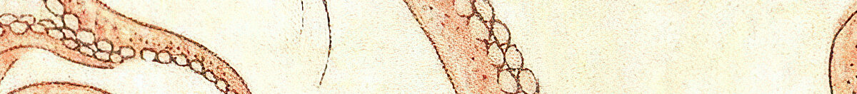 Der Traum der Fischersfrau (Katsushika Hokusai), Detail: Tentakel mit Saugnäpfen