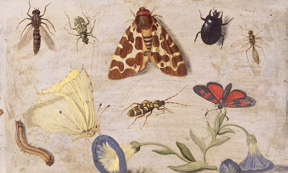 Insekten