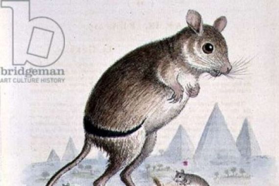 George after Edwards