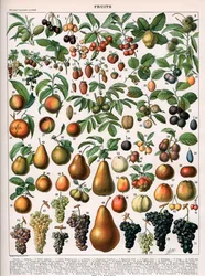 Illustration von Obstsorten, ca. 1905-10 (Farblithografie)