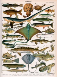 Illustration von Meeresfischen, ca. 1905-10