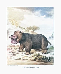 Ein Nilpferd (Hippopotamus amphibius)