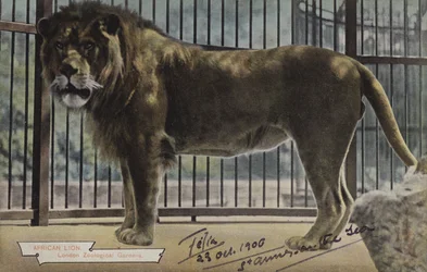 Afrikanischer Löwe, Londoner Zoologische Gärten