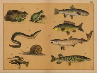 Amphibien, Weichtiere und Fische (Farblithografie)