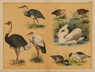 Vögel (Farblithografie)