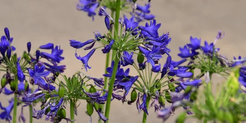 Gefangene Rosen vor weichem natürlichem und künstlerischem Hintergrund.