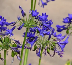 Gefangene Rosen vor weichem natürlichem und künstlerischem Hintergrund.
