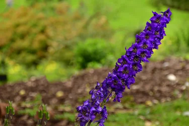 Gefangene Rosen vor weichem natürlichem und künstlerischem Hintergrund