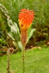 Blumenkunst im Ölmalstil
