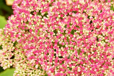 Blumenfeinmalerei im Ölmalstil