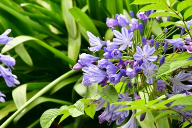 Blumenfeinmalerei im Ölmalstil