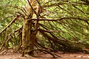 Naturwald in Ölmalerei-Stil