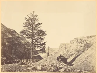 Tausend-Meilen-Baum, Wilhemina