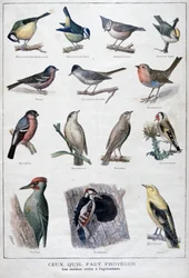 Nützliche Vögel in der Landwirtschaft, 1896