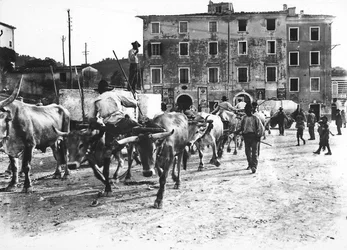 Carrara: Ochsen transportieren große Marmorblöcke aus den Apuanischen Steinbrüchen zu einer Werkstatt oder dem Atelier eines Bildhauers (s/w Foto)