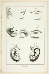 Design: Gesichtsanatomie aus der Encyclopédie