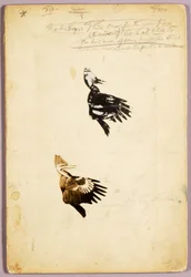 2 Rush-Schablonen, Studienordner für das Buch Concealing Coloration in the Animal Kingdom