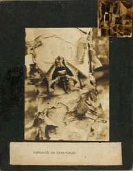 Schwärmer auf einem Baumstamm, Studienmappe für das Buch Concealing Coloration in the Animal Kingdom