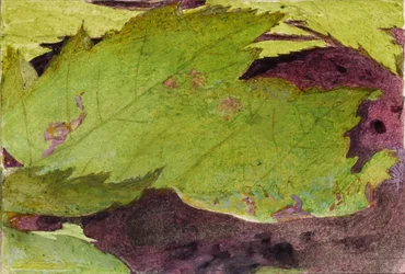 Heterocampa Biundata, Walker, Studie für das Buch Tarnfärbung im Tierreich